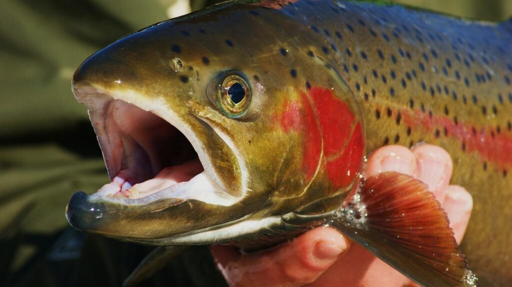 fish, fishing, trout, outdoors, animal, nature, steelhead, fly fishing