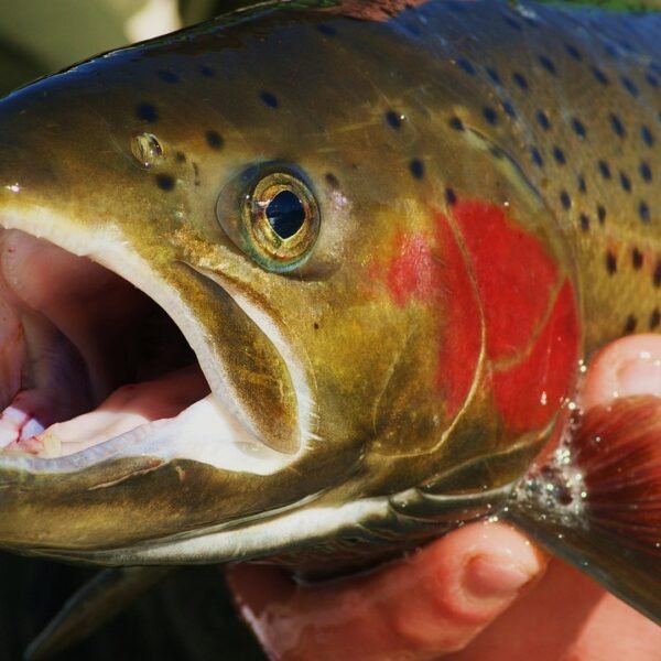 Catch, Handle, and Release: Best Practices for Ethical Fishing