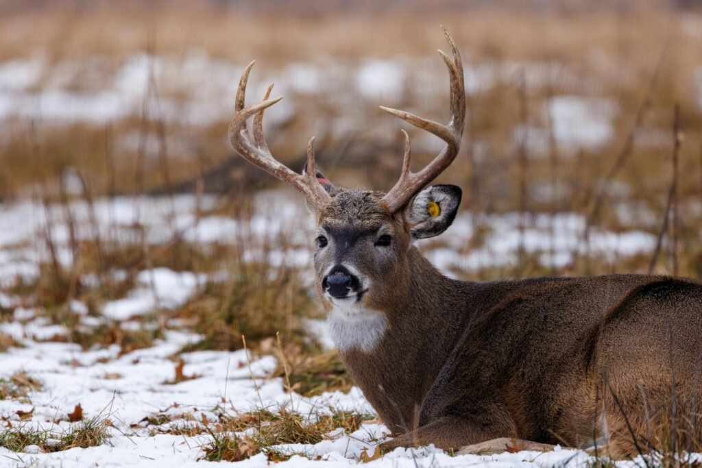 A majestic white-tailed deer with antlers rests in a snow-covered winter scene.