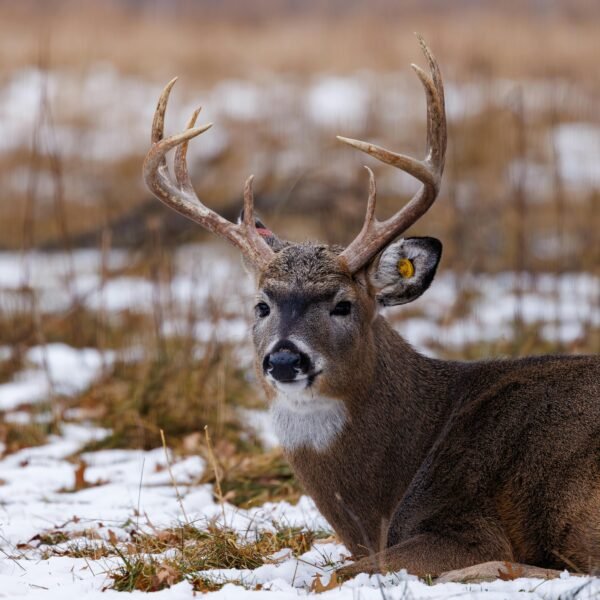 The Best Lightweight Skinning Knife for Whitetail Hunters Who Want Precision